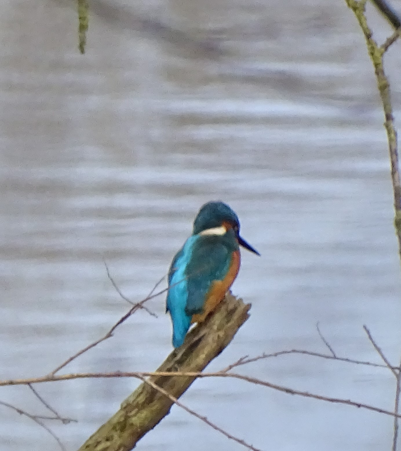 IJsvogel zit op een tak boven rustig water, omgeven door kale takken.