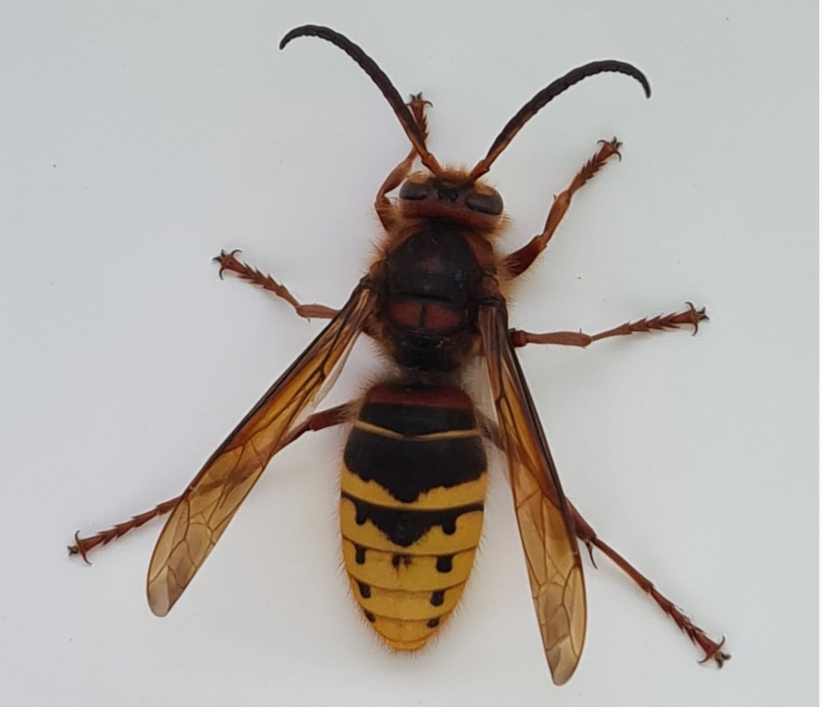 Close-up van een grote wesp op een witte achtergrond, met zwart-gele strepen op het achterlijf.