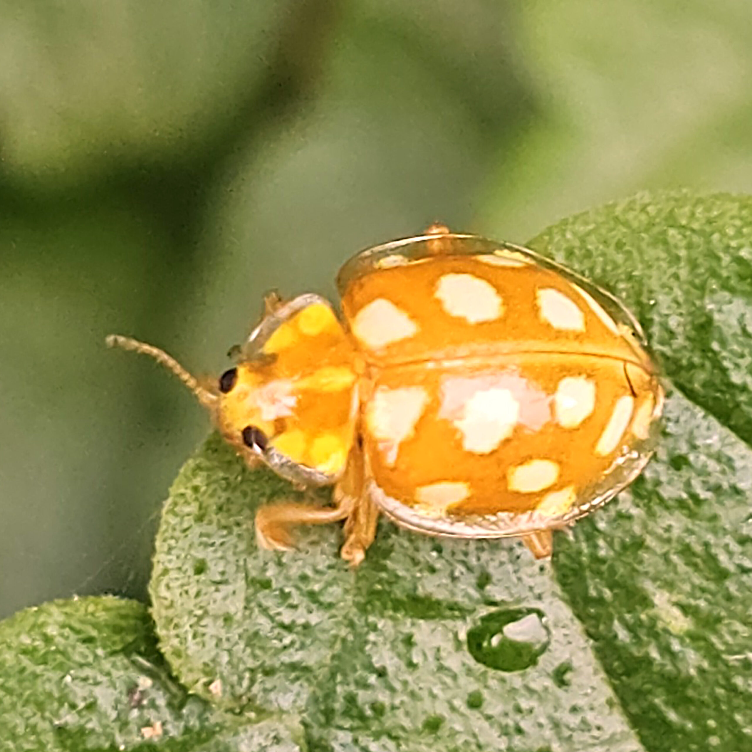 Oranje kever met witte stippen op een groene blad achtergrond.
