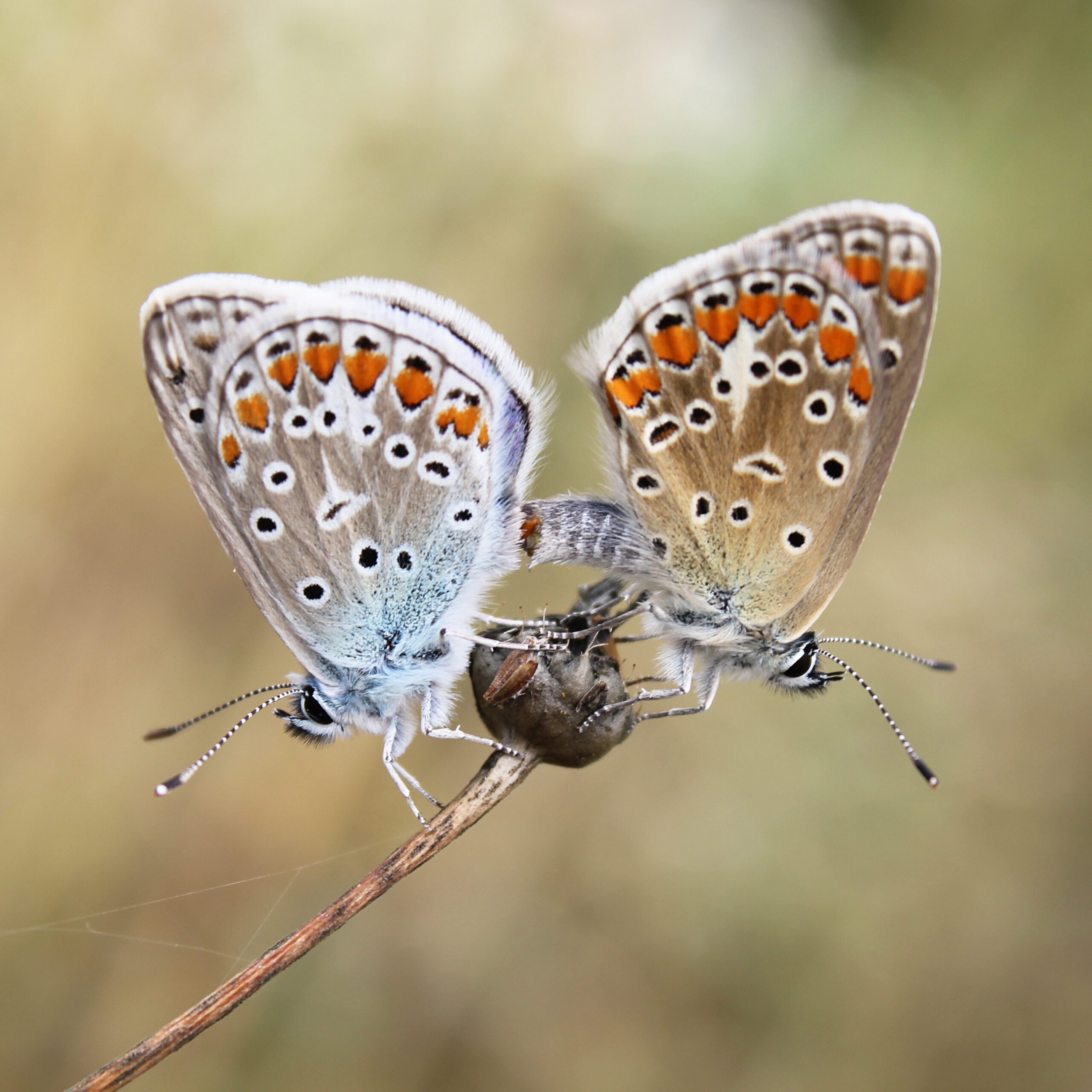 Twee vlinders met oranje en blauwe stippen op een tak tegen een wazige achtergrond.