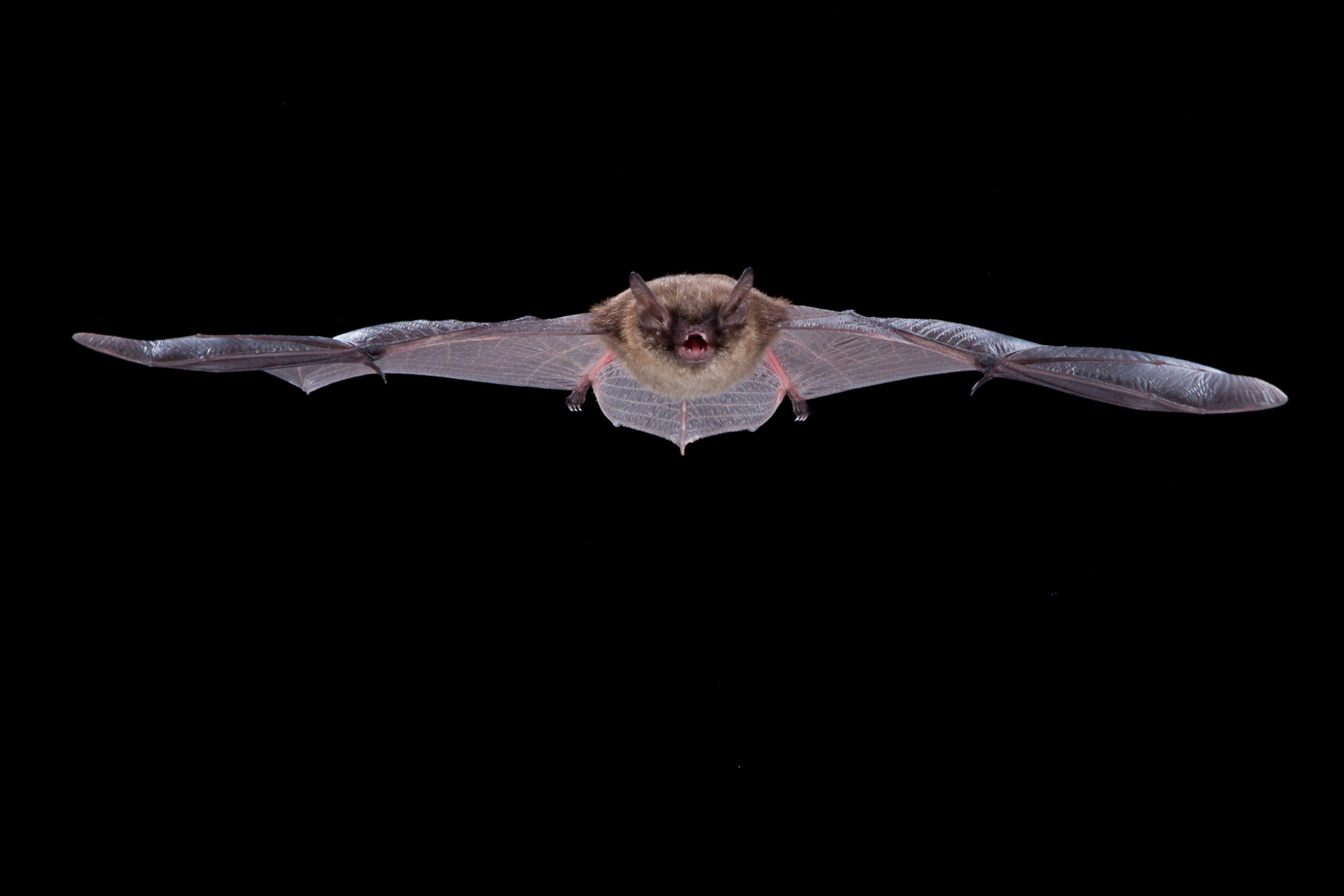 Vliegende vleermuis op zwarte achtergrond met gespreide vleugels.