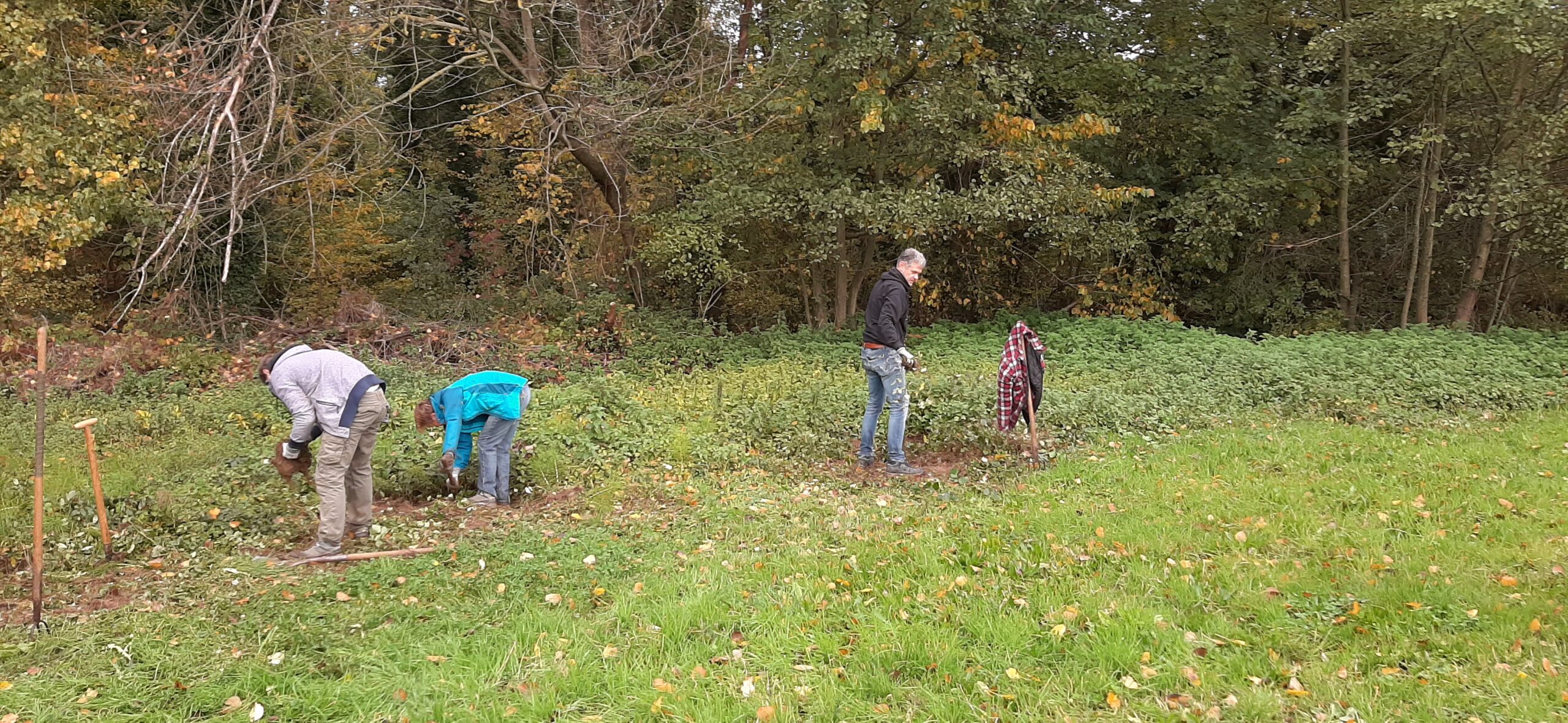 Vier mensen planten bomen in een grasveld bij een bosrand.