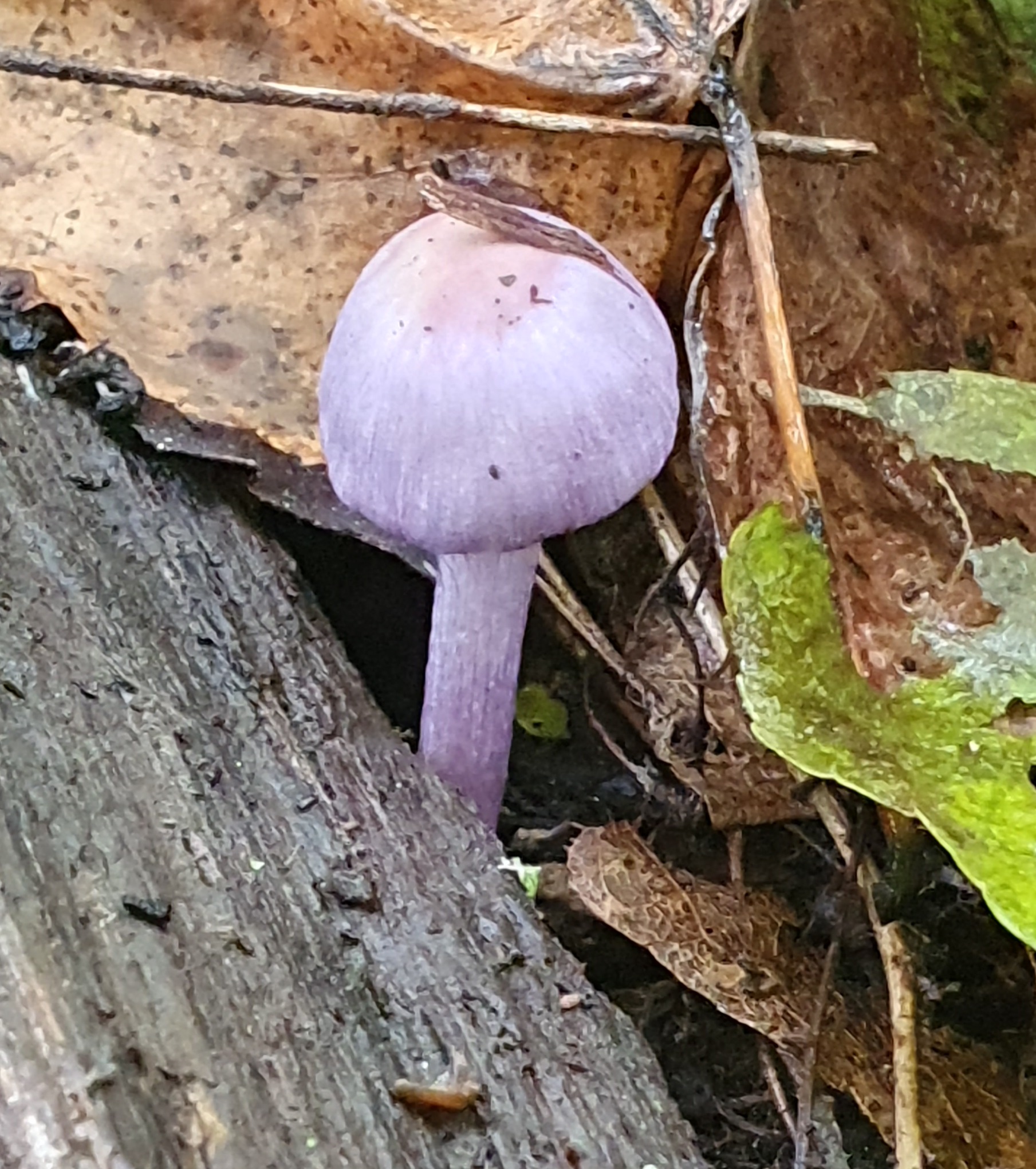 Paarse paddenstoel groeit naast een houtblok, omringd door herfstbladeren en mos.