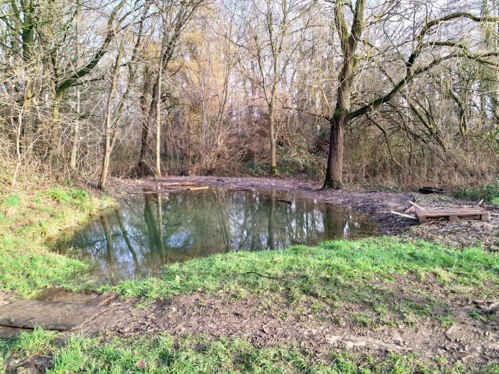 Kleine vijver omgeven door bomen en gras in een bosachtige omgeving.