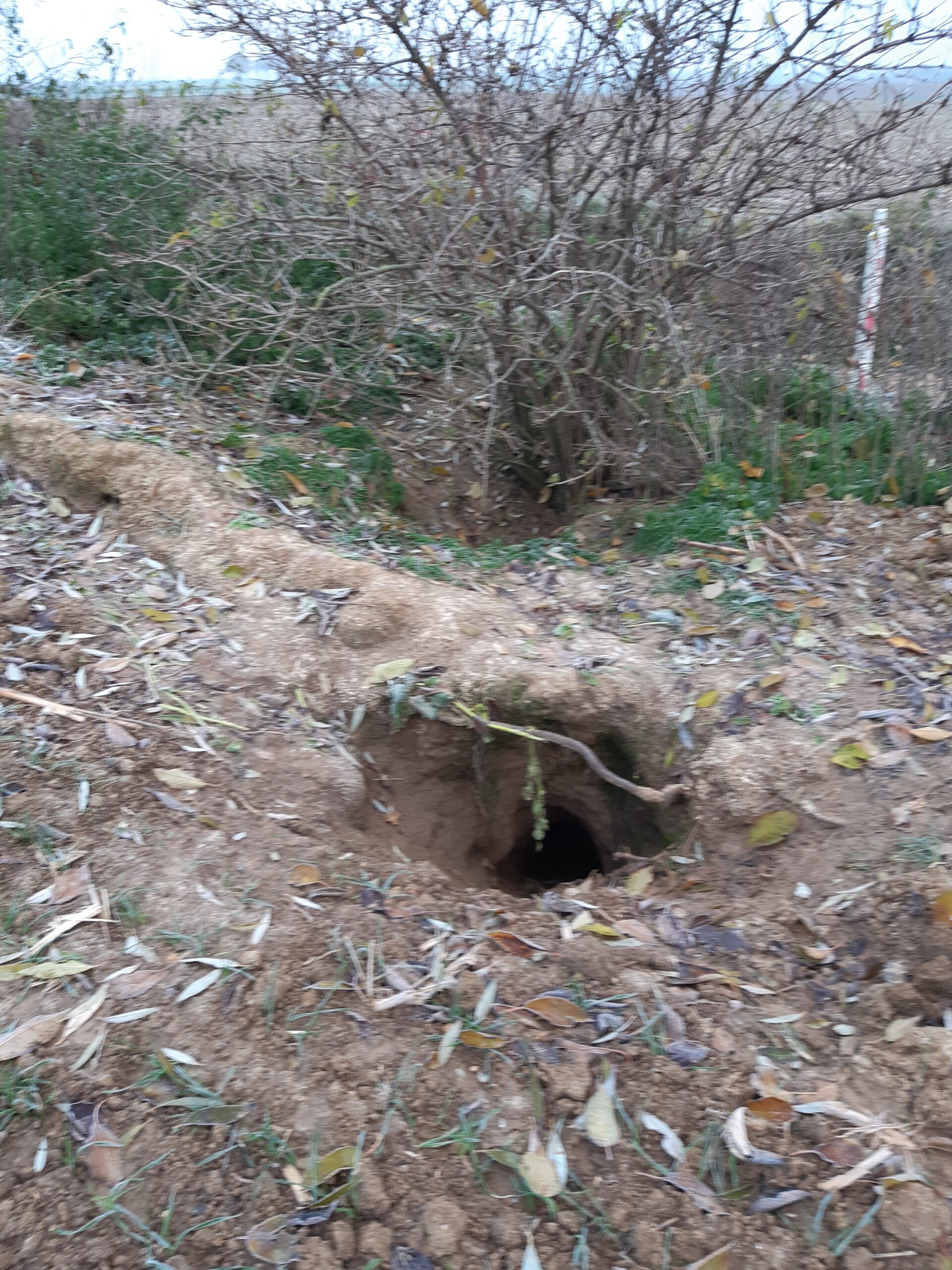 In de grond gegraven hol onder een struik, omgeven door bladeren en gras.