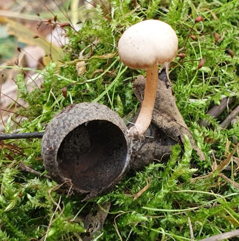 Paddenstoel en open eikeldop op groene mosbodem.