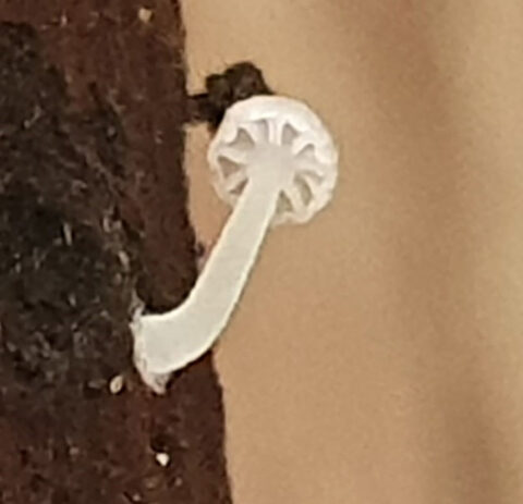 Witte paddenstoel groeit uit verticaal donkerbruine grond in beige omgeving.