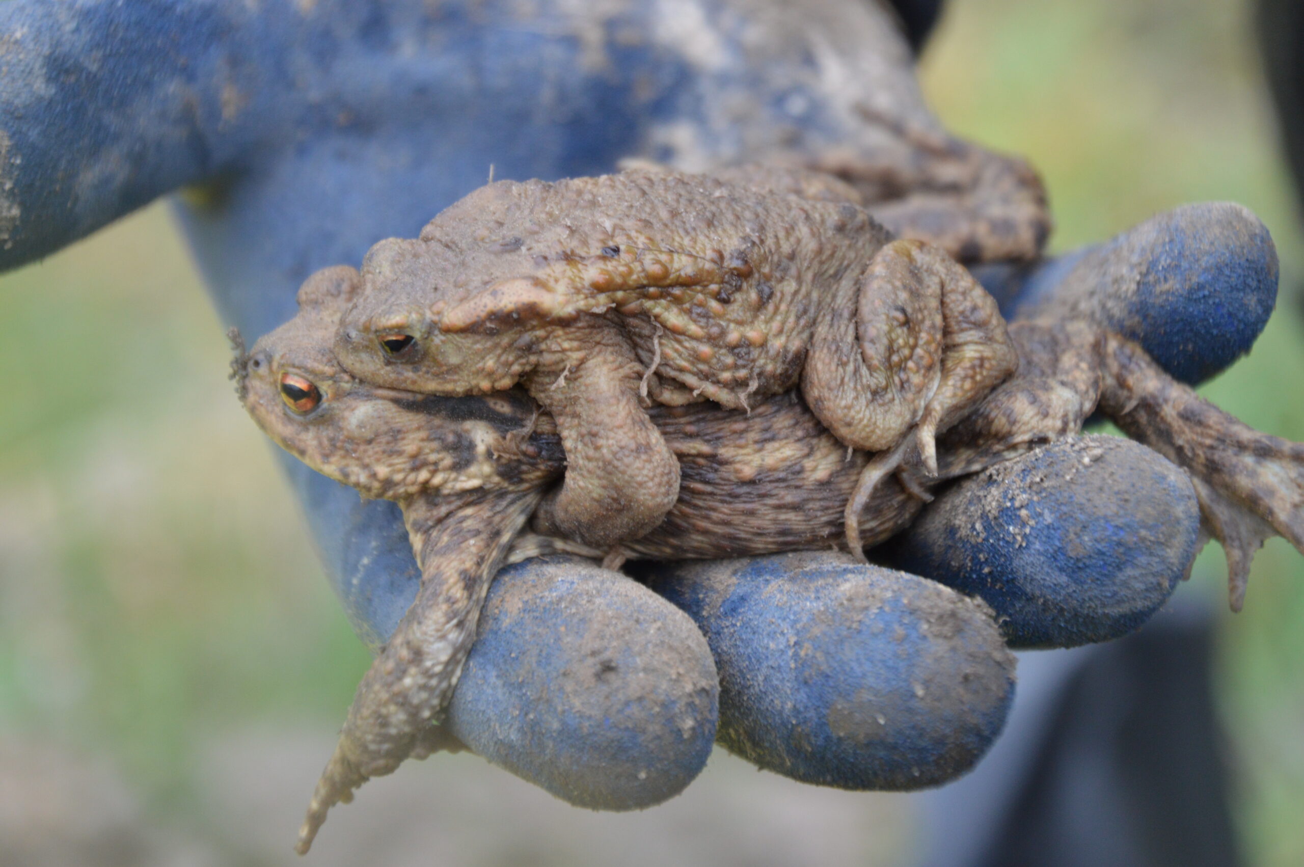Twee padden op een blauwe handschoen.