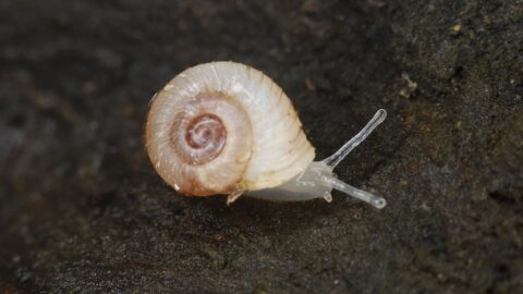 Close-up van een kleine huisjesslak op een donkere, ruwe ondergrond.