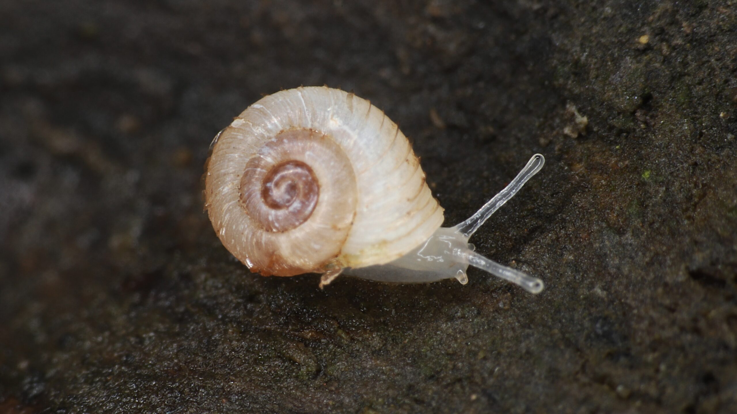 Close-up van een kleine huisjesslak op een donkere, ruwe ondergrond.