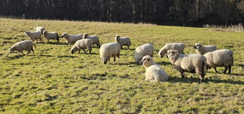 Schapen grazen en rusten in een zonnige, groene weide naast een bos.