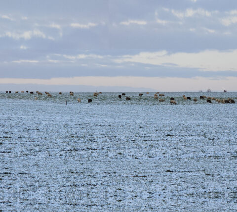 Sneeuw bedekt een veld met grazende schapen onder een bewolkte hemel.