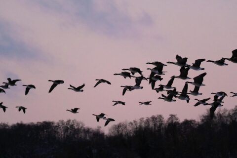 Vogels vliegen in formatie boven silhouet bomen tegen roze lucht bij schemering.