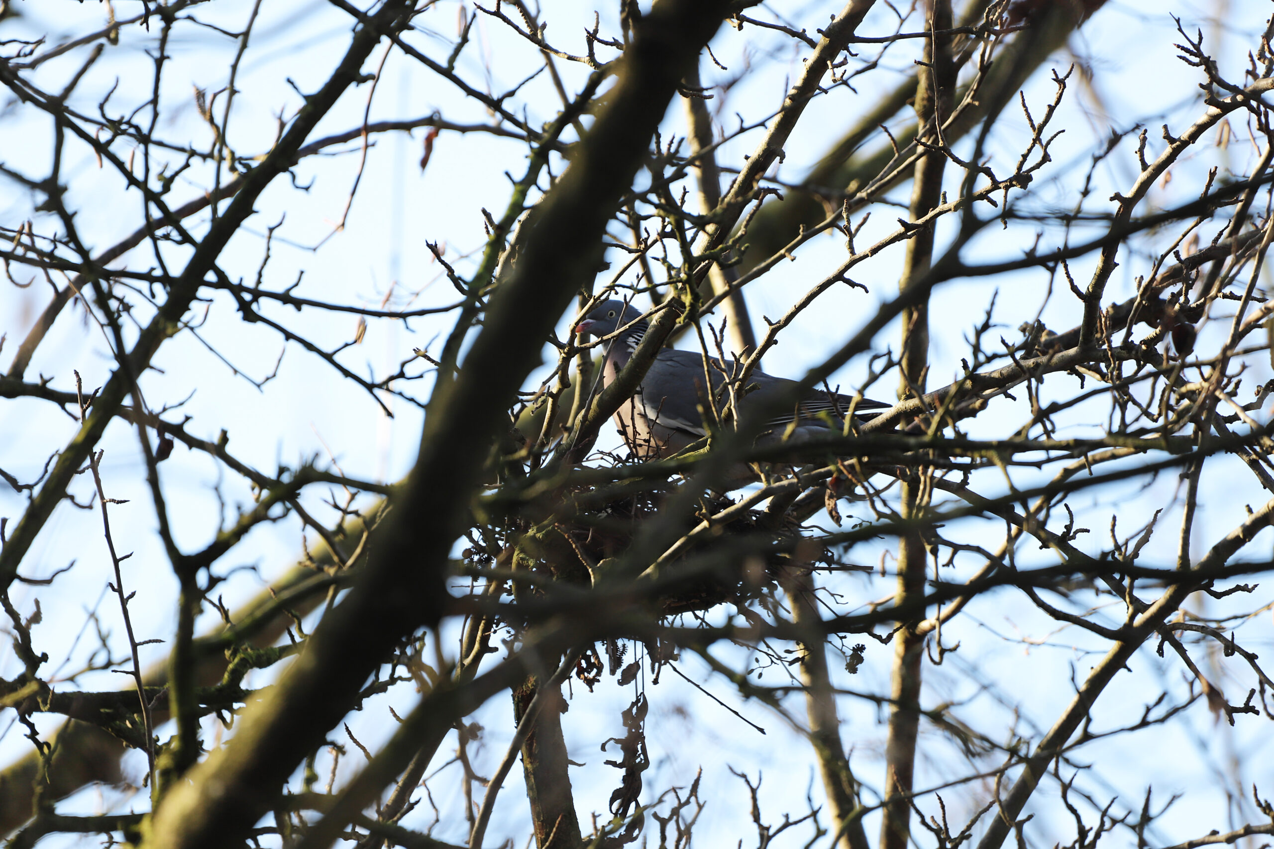 Duif zit in een nest tussen kale takken, silhouet tegen een blauwe lucht.