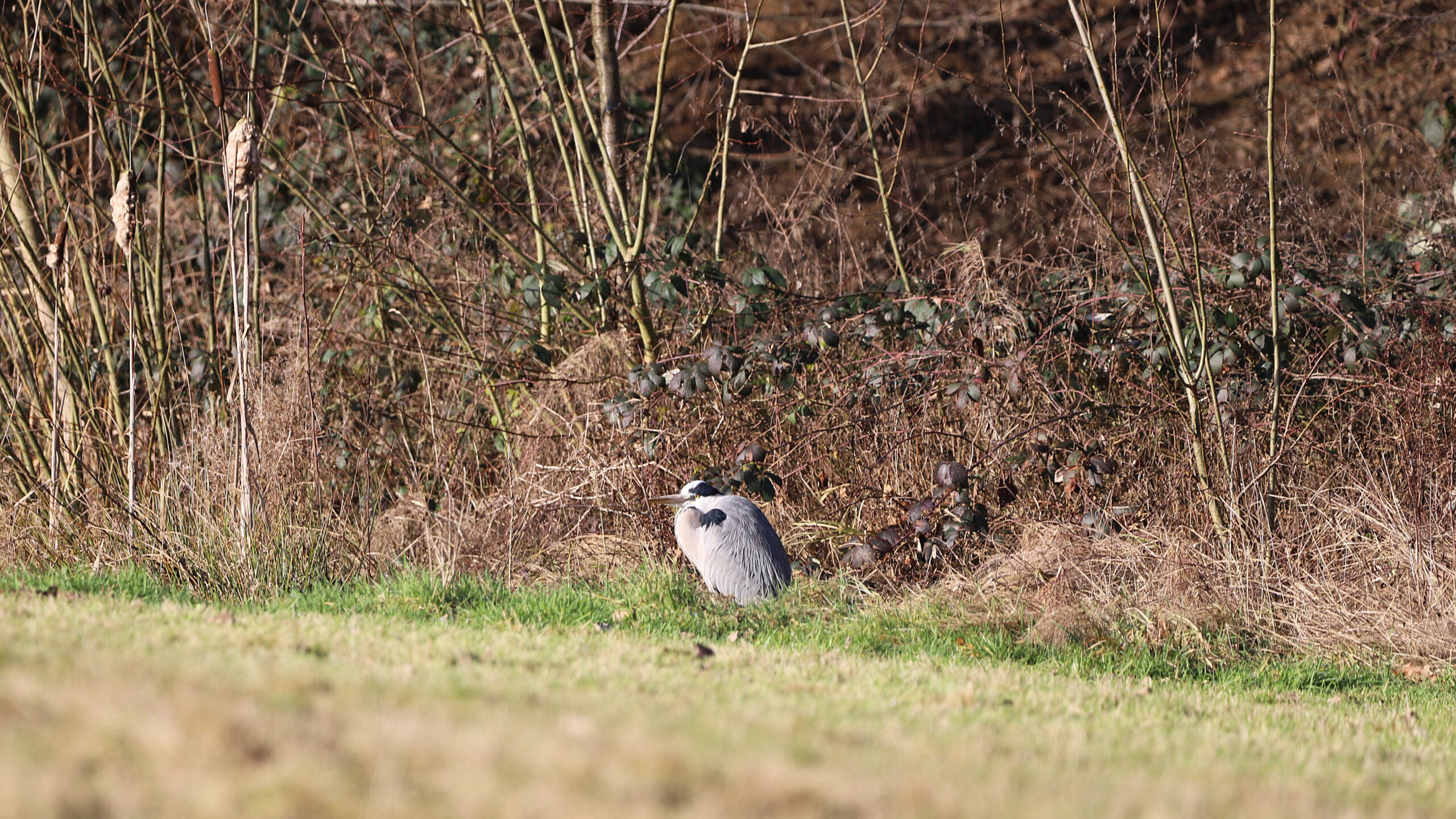 Reiger zit op de grond in gras naast bruin struikgewas en hoge stengels.