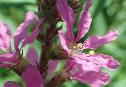 Close-up van een paarse bloem met gele meeldraden en groene achtergrond.