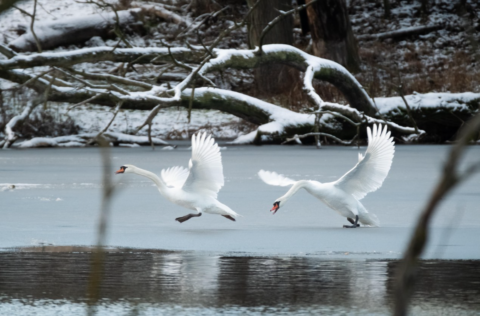 Twee zwanen glijden met gespreide vleugels over een bevroren vijver bij besneeuwde takken.