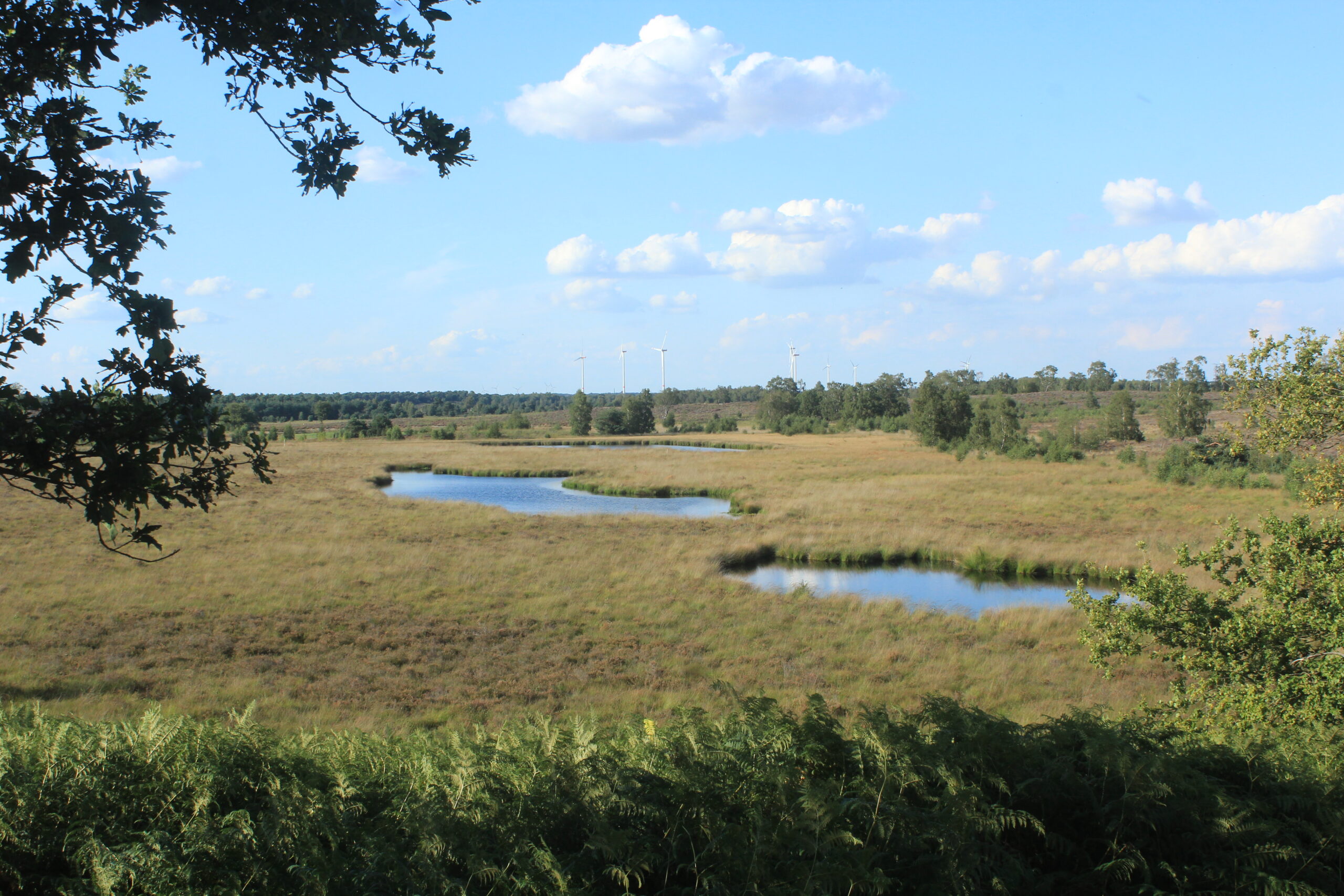 Uitzicht over een graslandschap met een kronkelende waterplas en windmolens aan de horizon.