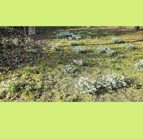 Veld met bloeiende sneeuwklokjes en gele bloemen op mosrijke grond.
