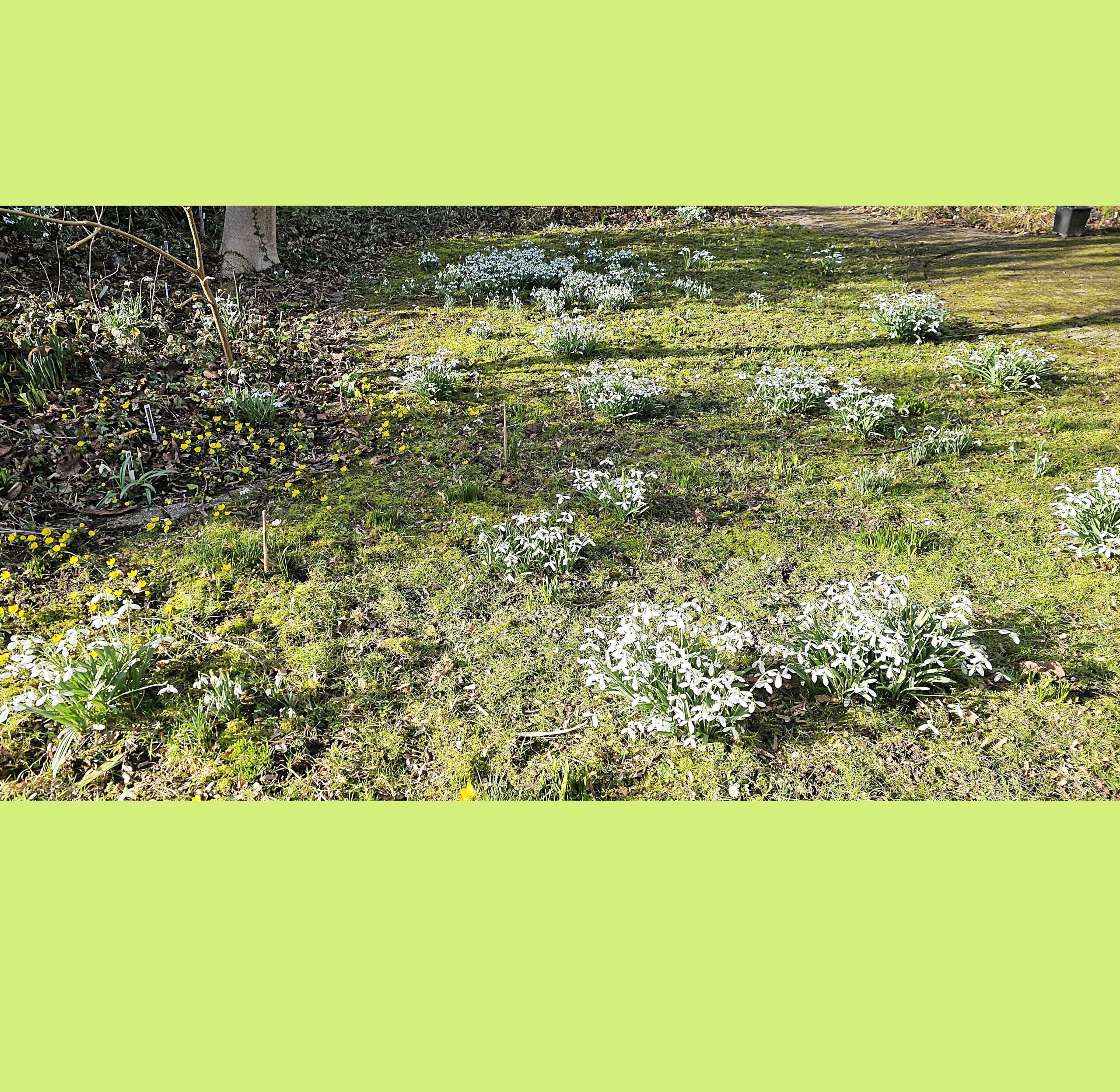 Veld met bloeiende sneeuwklokjes en gele bloemen op mosrijke grond.