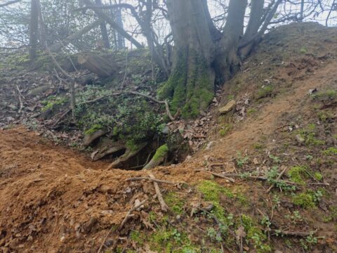 Boomwortels en aarde op een boshelling met bladeren en mos.