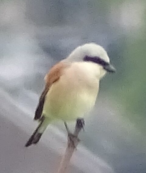 Een kleine vogel met bruine en witte veren zit op een tak, vage groene achtergrond.