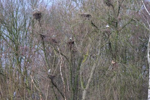 Vogels in nesten op kale boomtakken in een bosrijke omgeving in de winter.