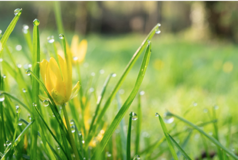 Gele bloem met dauwdruppels op gras in zonlicht.