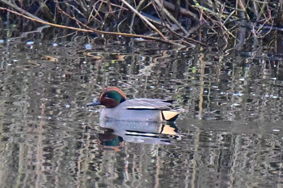Eend met groen en bruin patroon drijft op rustig water, omringd door riet.