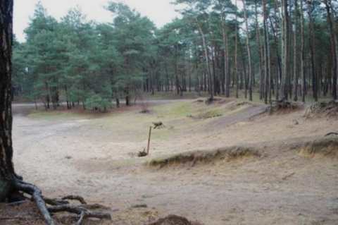 Bosrijk duinlandschap met zandgrond en verspreide dennenbomen.