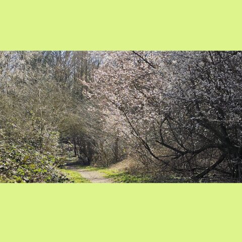 Bospaadje omringd door bloesembomen in de lentezon.