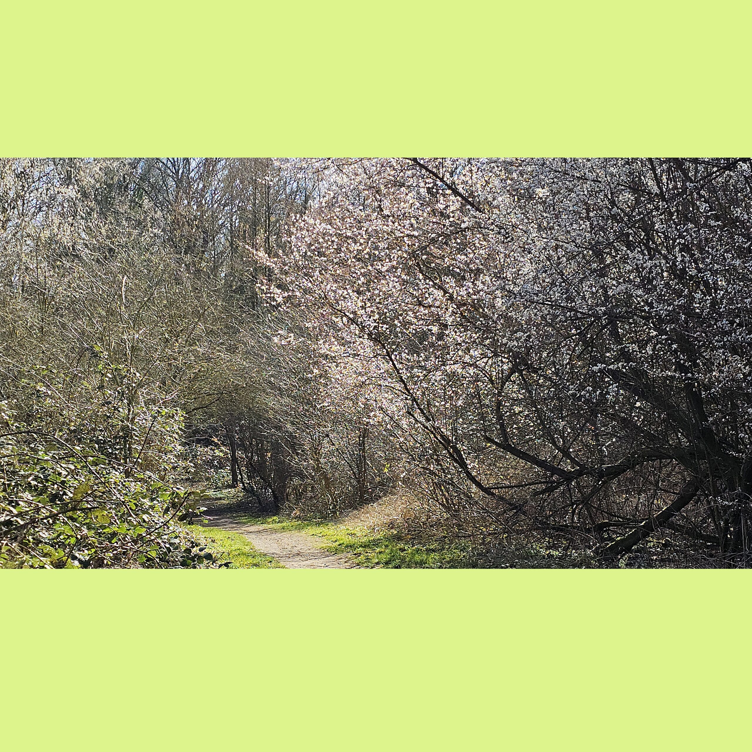 Bospaadje omringd door bloesembomen in de lentezon.