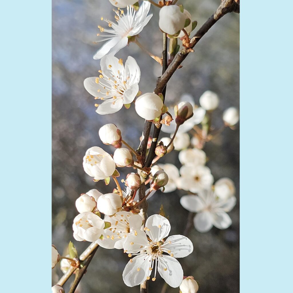 Takken met delicate witte bloesem en knopjes, tegen een wazige achtergrond.