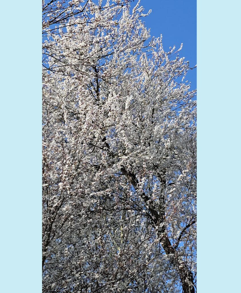 Boom met witte bloesems tegen een heldere blauwe lucht.