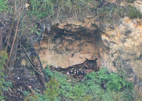 Uil rust in een grotopening, omringd door groene planten en rotsachtige begroeiing.