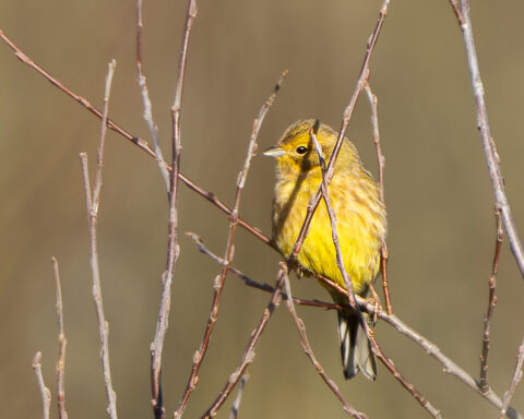 Kleine gele vogel zit tussen dunne takken met een effen achtergrond.