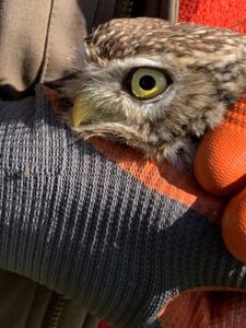 Uil wordt voorzichtig vastgehouden in een handschoen met oranje en grijze stof.