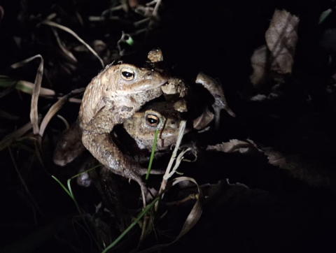 Twee kikkers op elkaar in het gras, in het donker verlicht door een lichtbron.
