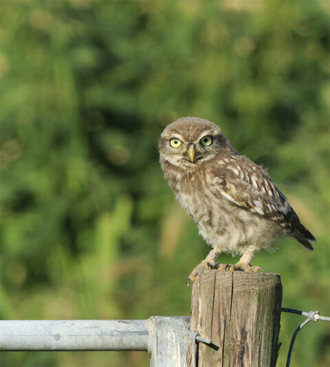 Uil zit op een houten paal in een groene, vervaagde achtergrond.