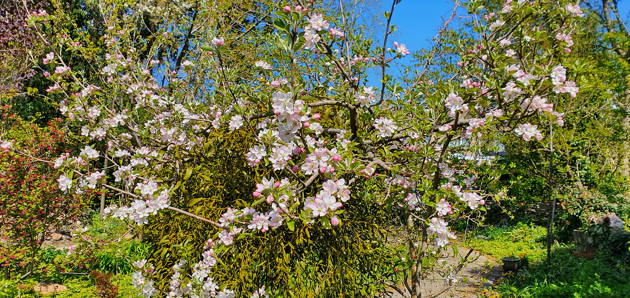 Boom met roze en witte bloesem tegen een blauwe lucht in een groene tuin.