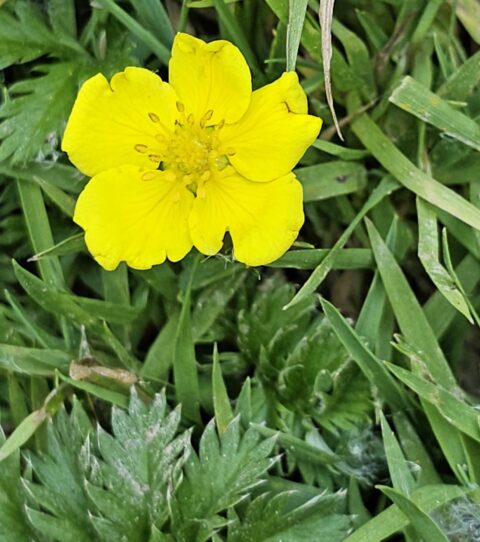 Gele bloem boven groene bladeren en grasstengels.