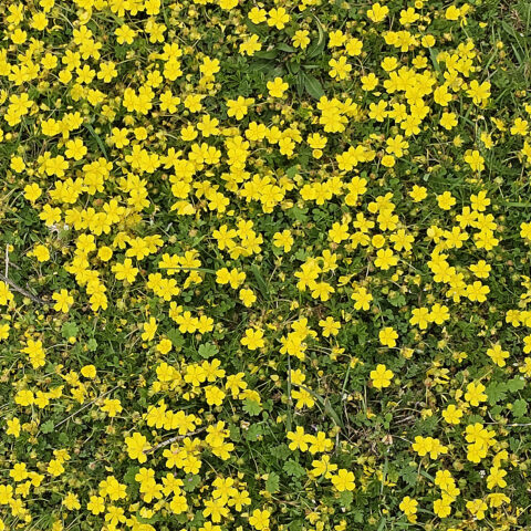 Veld met veel kleine, gele bloemen verspreid over groen gras.