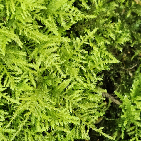 Heldere groene mosbedekking met fijne, dichte bladeren.