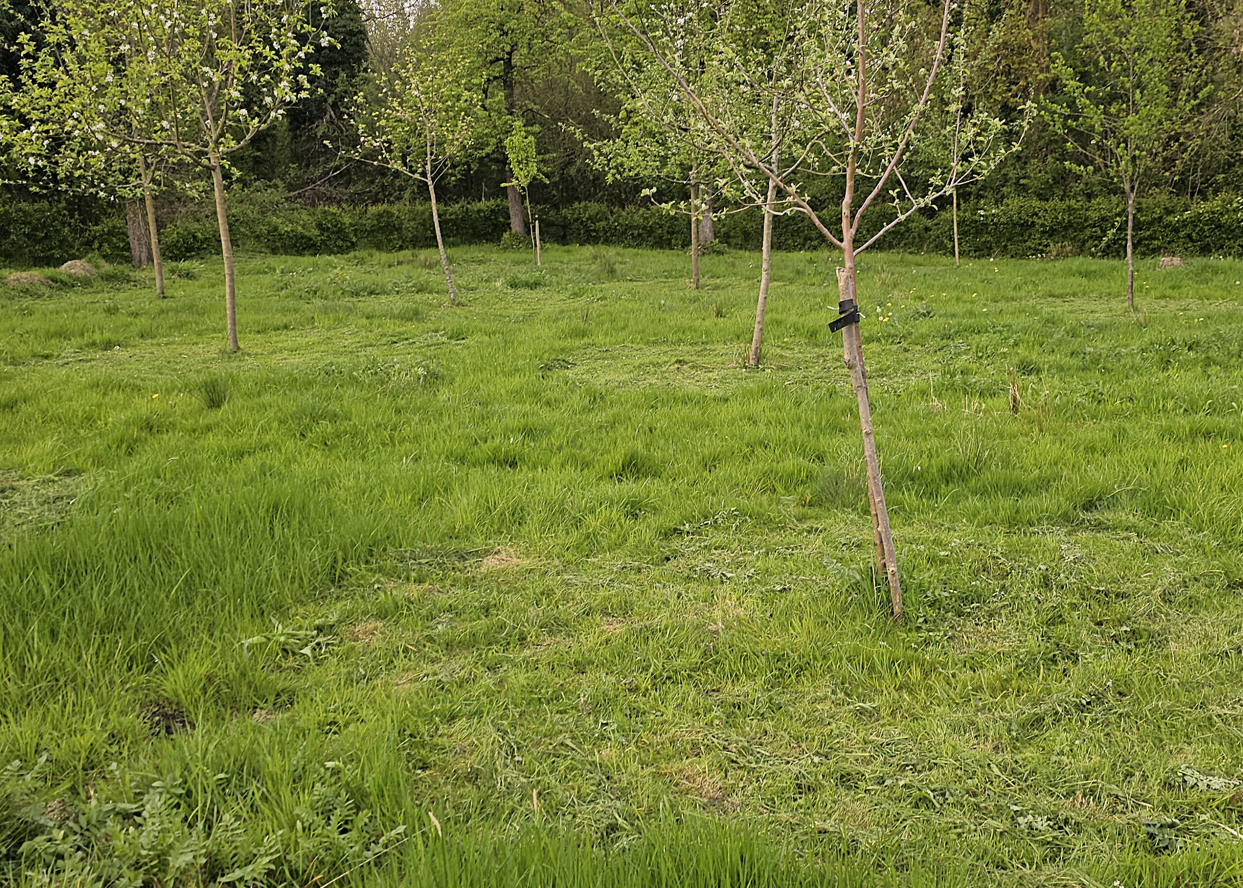 Een open grasveld met jonge bomen en groene vegetatie op de achtergrond.
