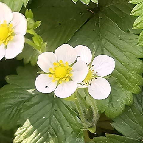 Witte aardbeibloemen met gele centra, omgeven door groene bladeren.
