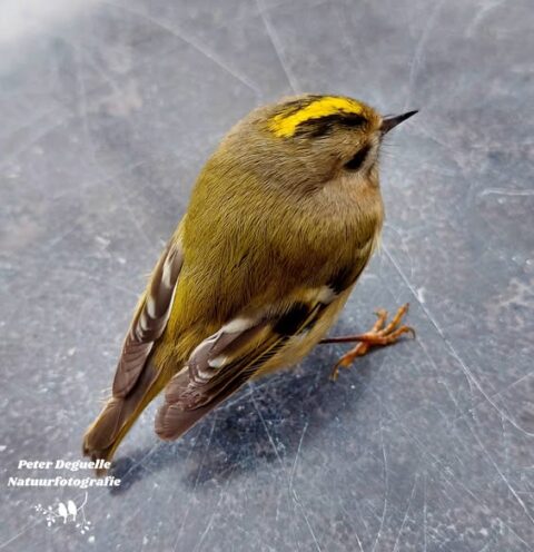 Kleine vogel met gele streep op de kop, zittend op een grijze ondergrond.