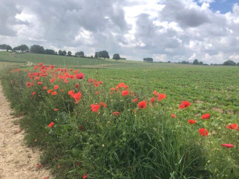 Rode klaprozen langs een pad in een groen landschap onder een bewolkte lucht.