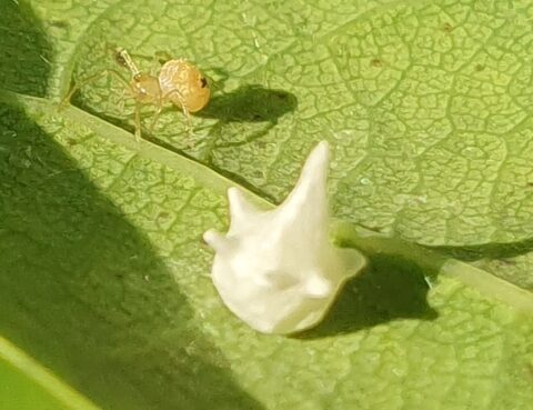 Een kleine, bruine insect naast een witte, stekelige structuur op een groen blad.