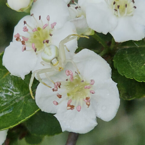 Witte bloem met een krabspin erop, omringd door groene bladeren.