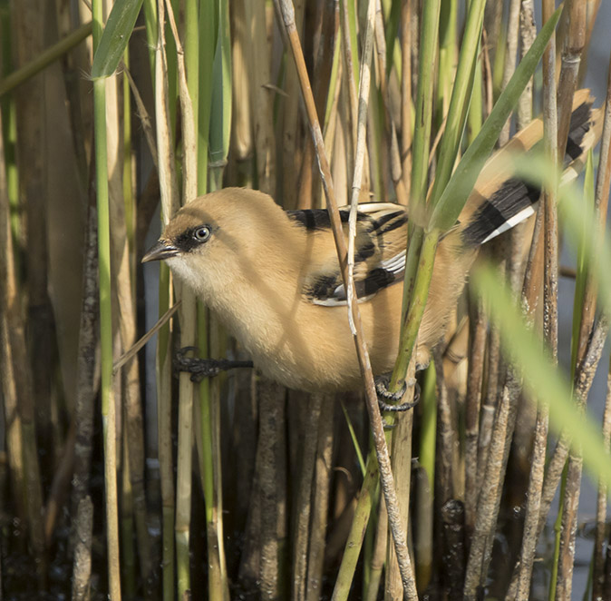 Een bruine vogel zit tussen rietstengels in een moerasgebied.